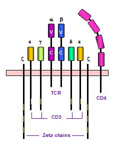 TCR