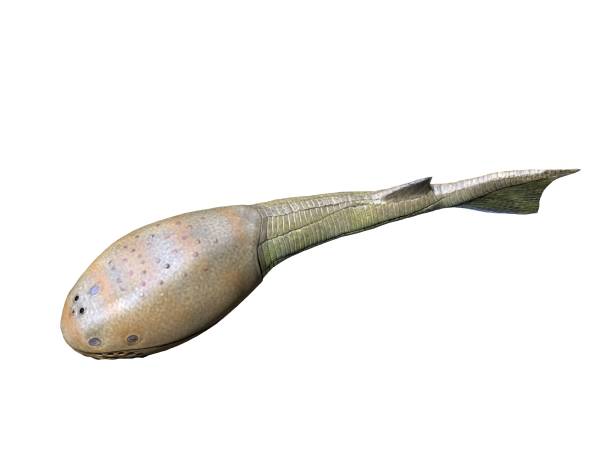 File:Tremataspis NT small.jpg