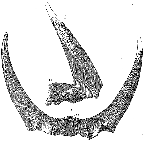 Triceratops, DinoDB