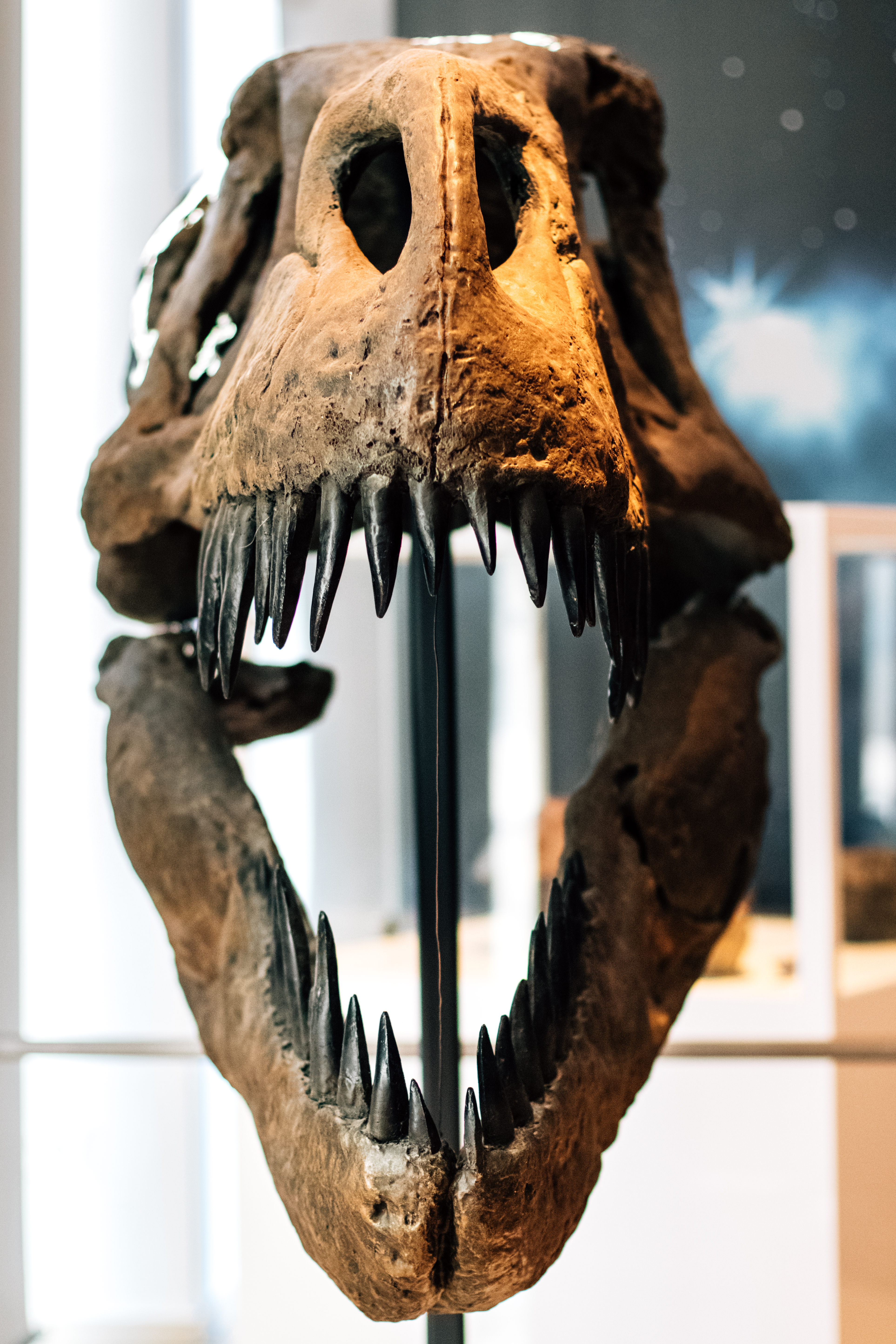 tyrannosaurus skull front