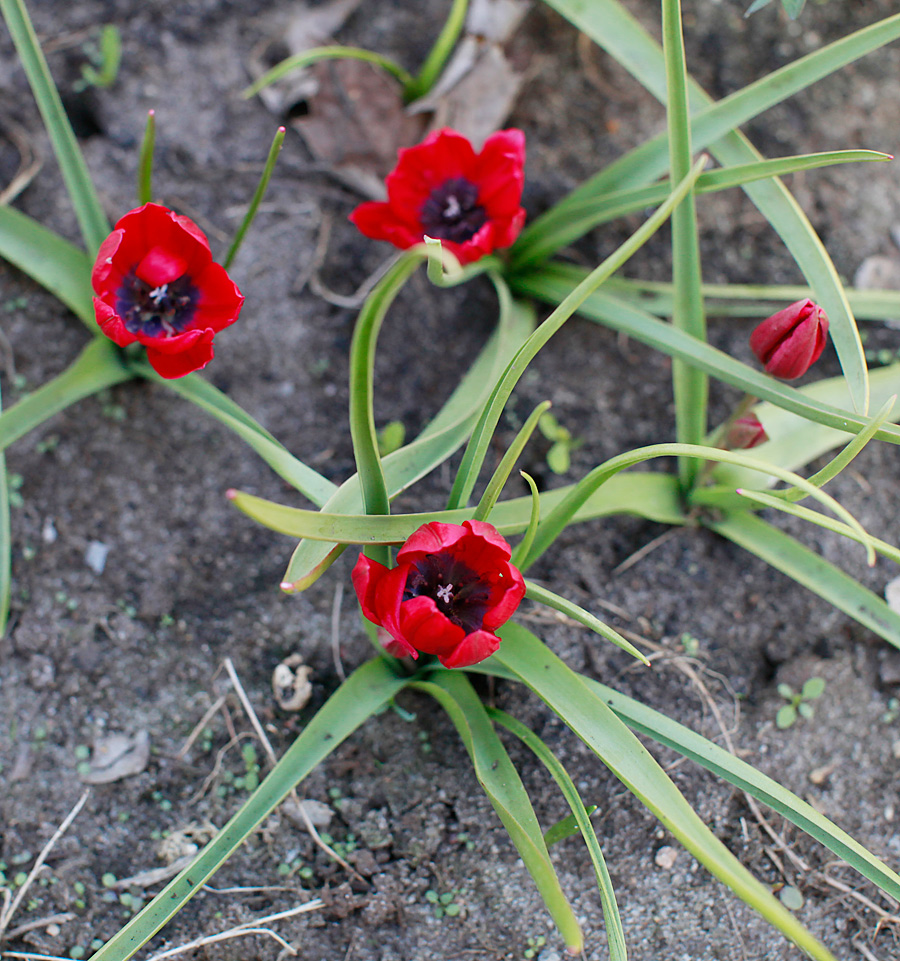 Тюльпан Липского Tulipa lipskyi