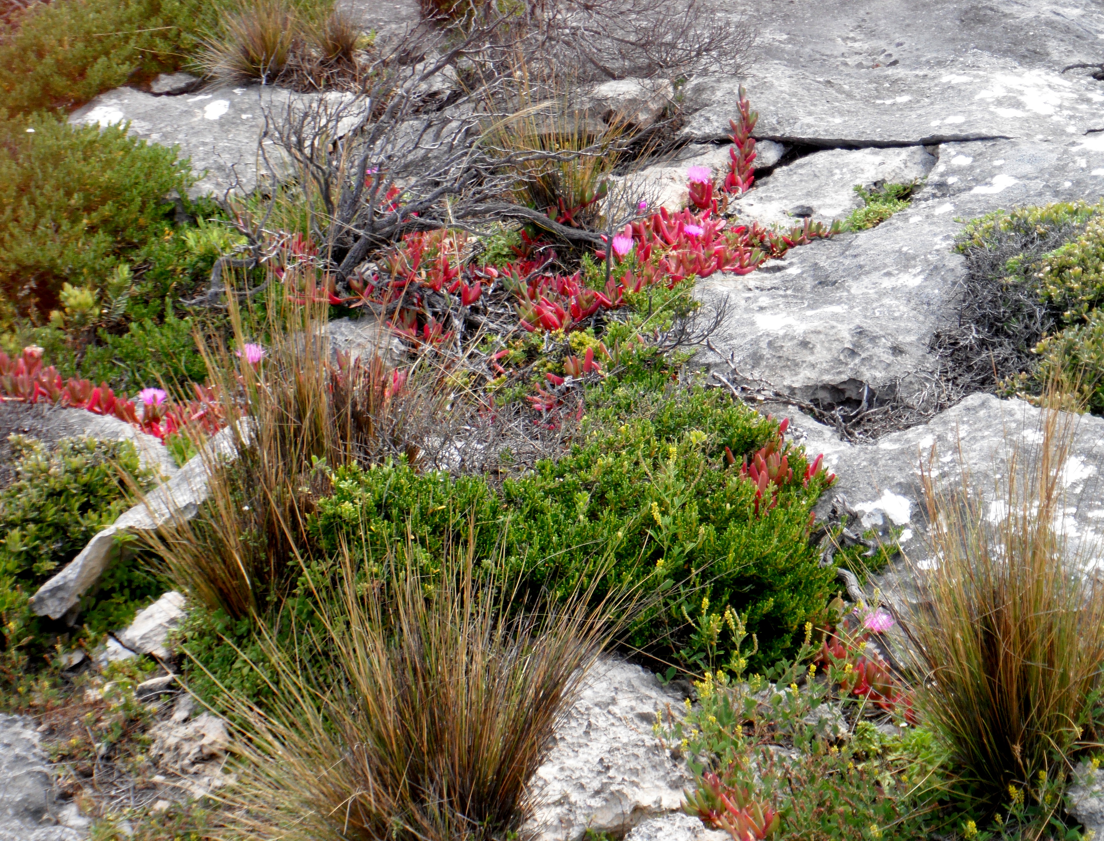 File Vegetation On Kangaroo Island South Australia Jpg Wikimedia