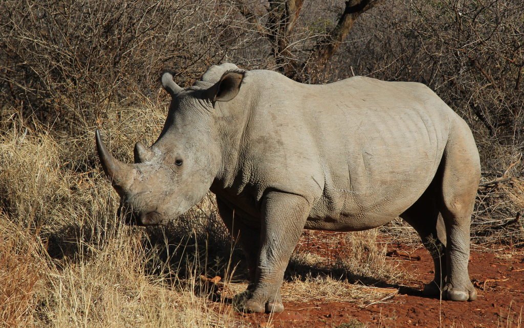 10 Фактов о белом носороге. Rhino looking up.