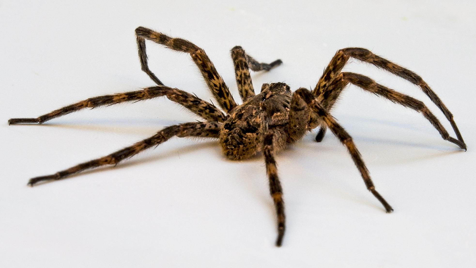 Filewolf Spider On White Wikimedia Commons