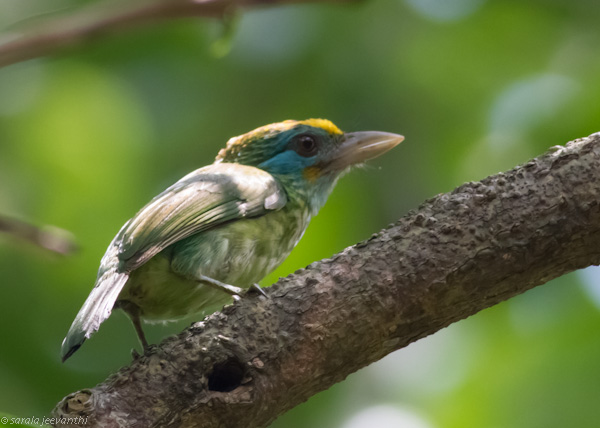 File:Yellow-fronted Barbet at Bodhinagala.jpg