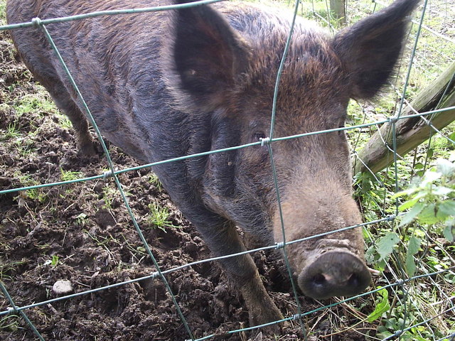 File:"Iron-age " pig - geograph.org.uk - 204781.jpg