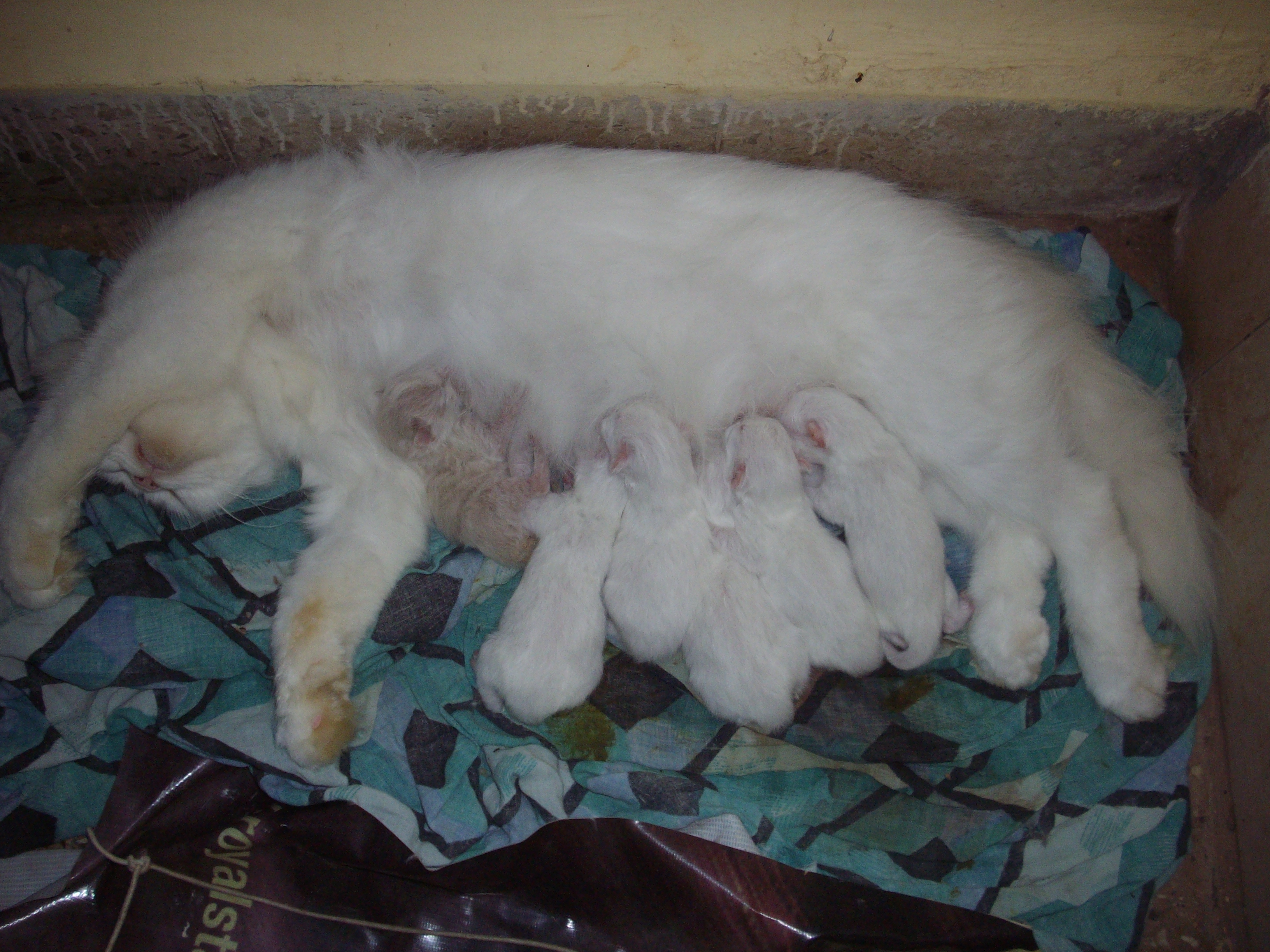 large litter of kittens