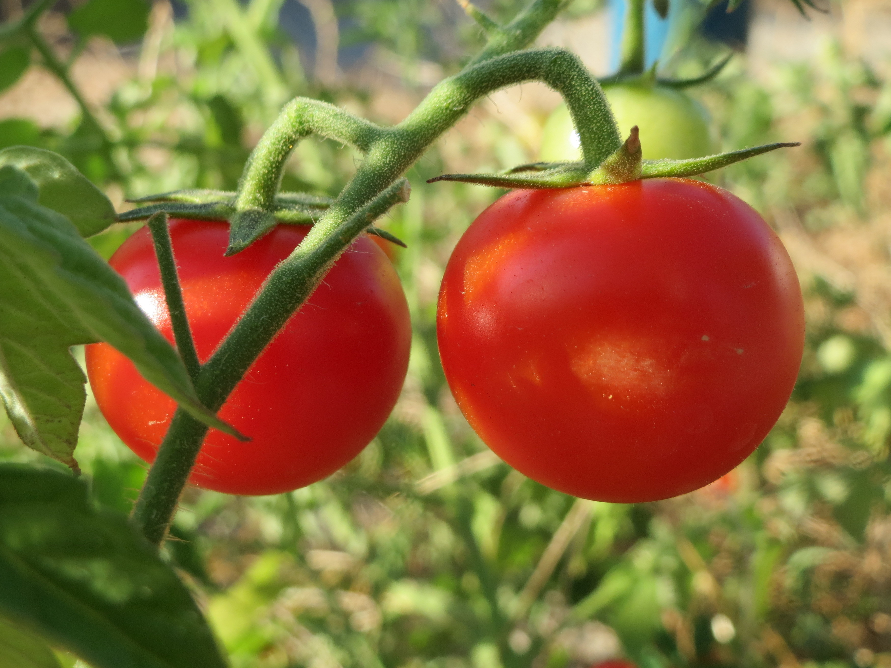 Томат Solanum lycopersicum