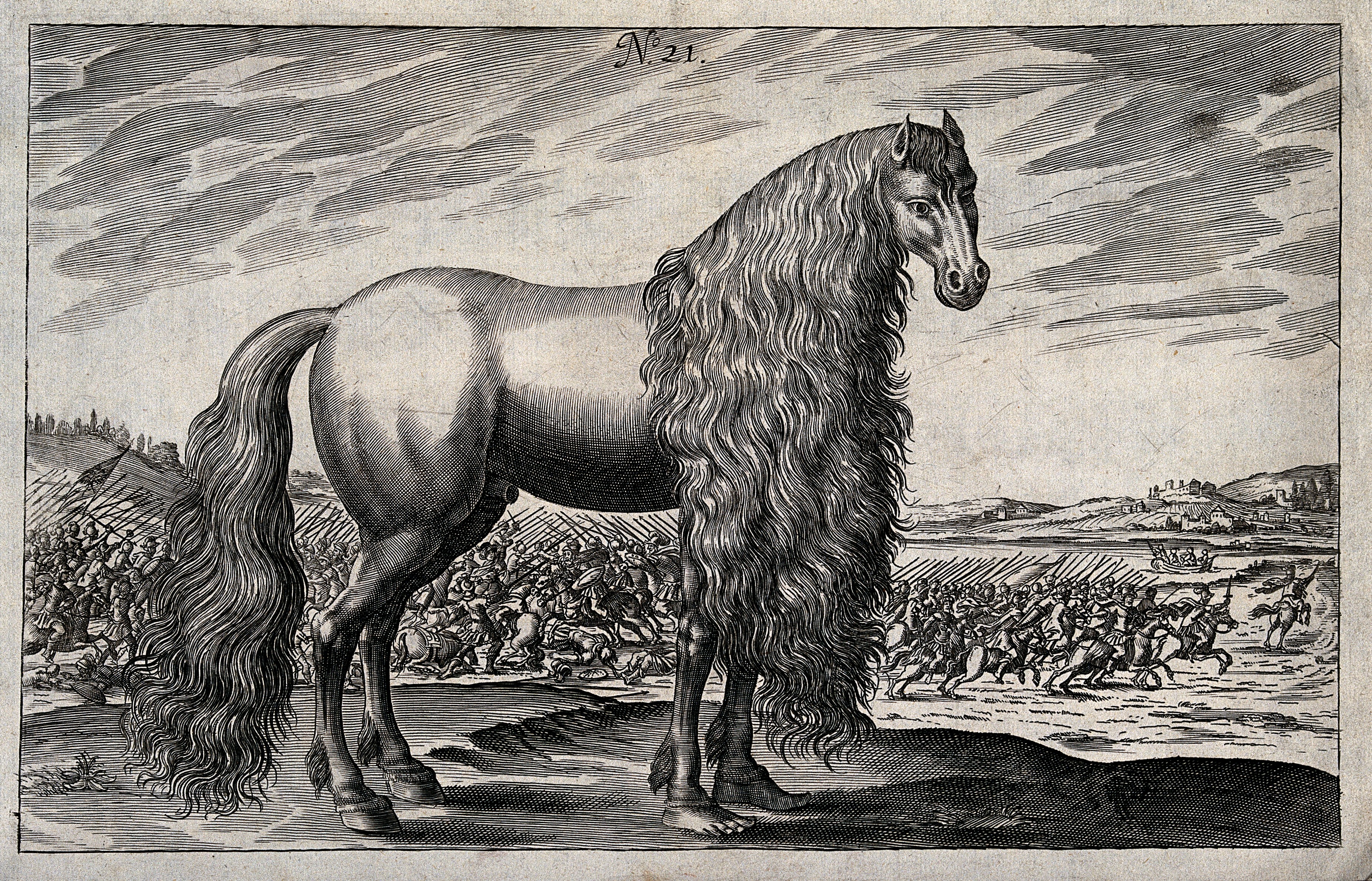 Mane (horse) - Wikipedia