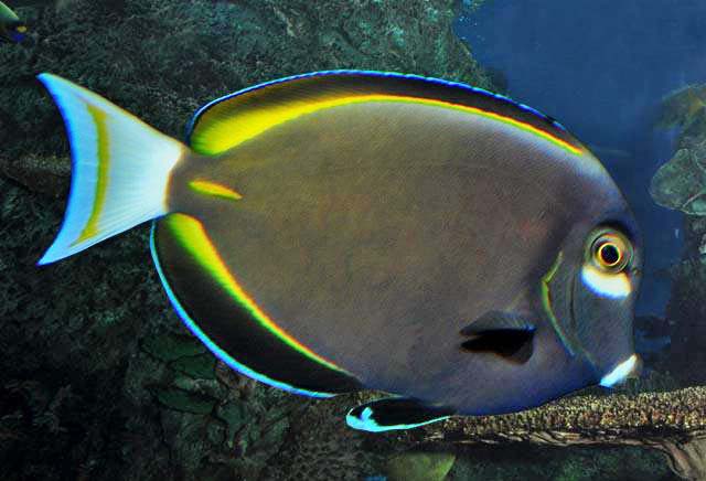 File:Acanthurus nigricans SI.jpg