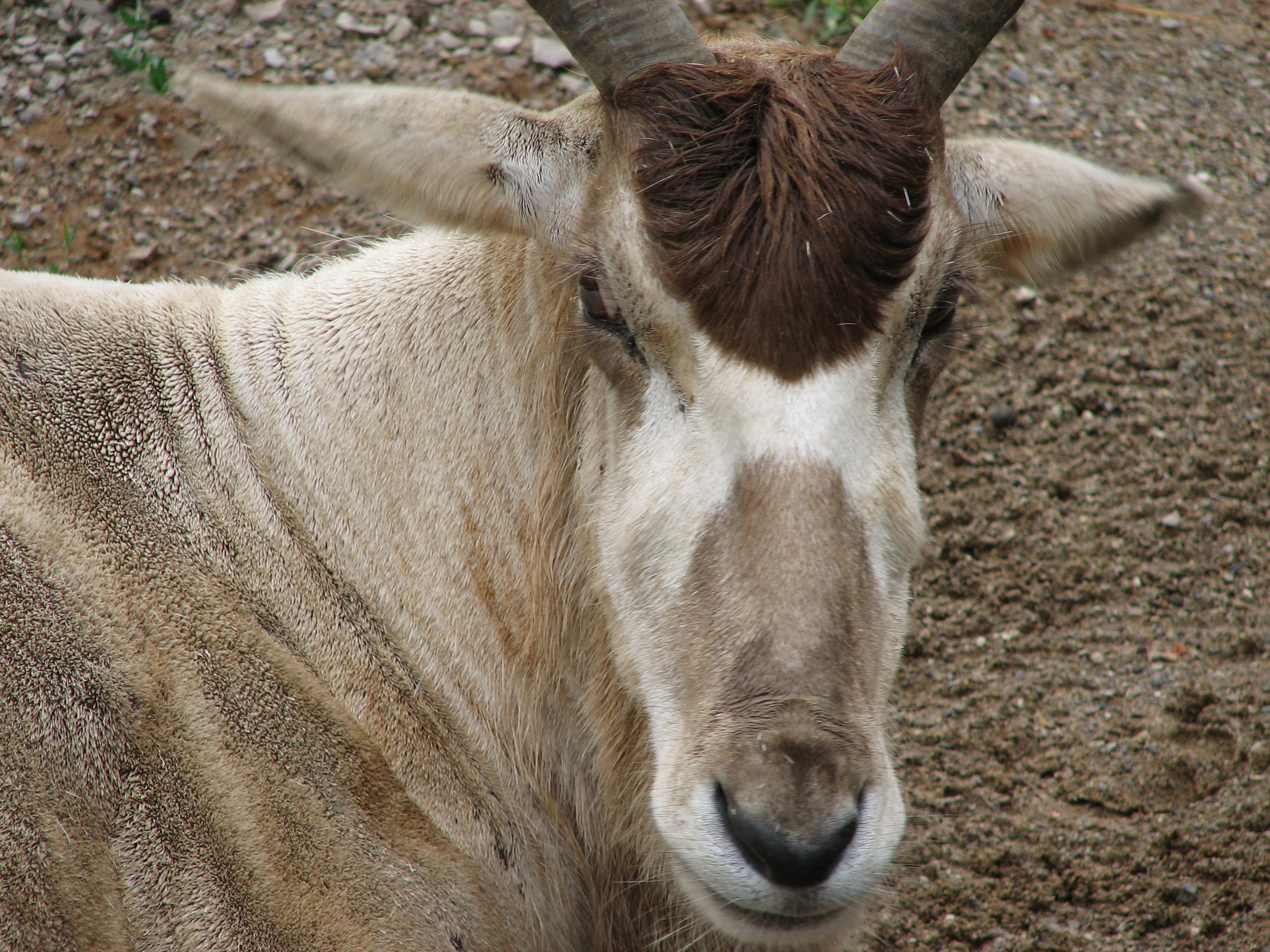 ファイル Addax Image 006 Jpg Wikipedia