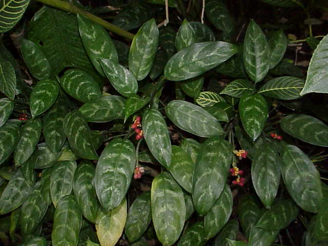 Aglaonema  Wikipedia