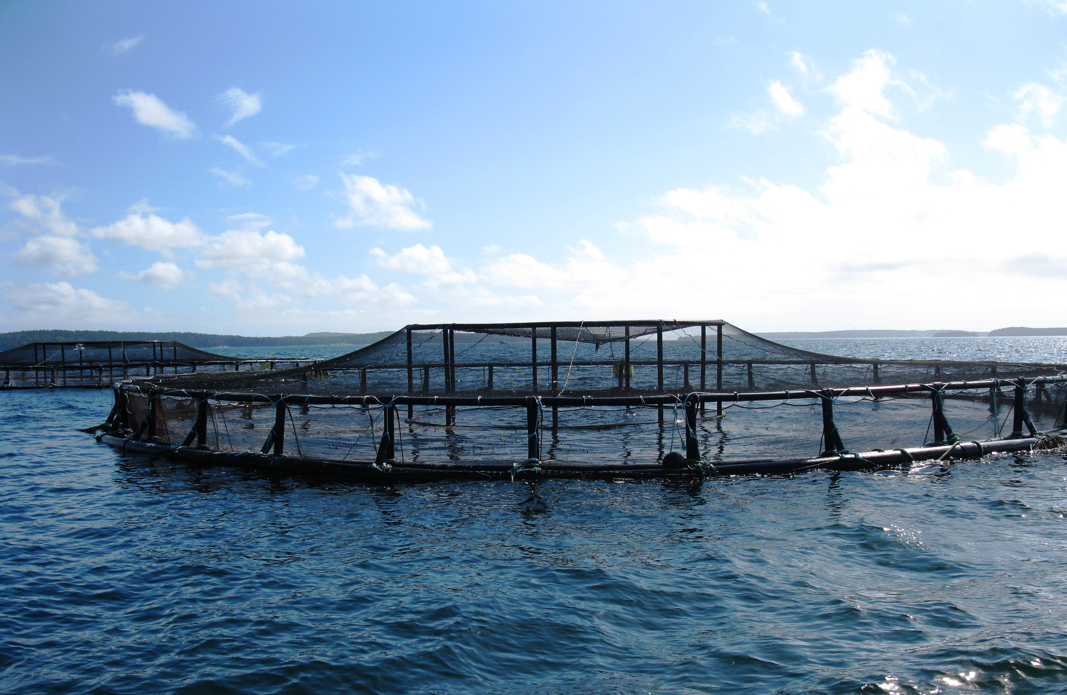 File:An aquaculture pen in the ocean off the coast of Maine.jpg - Wikipedia