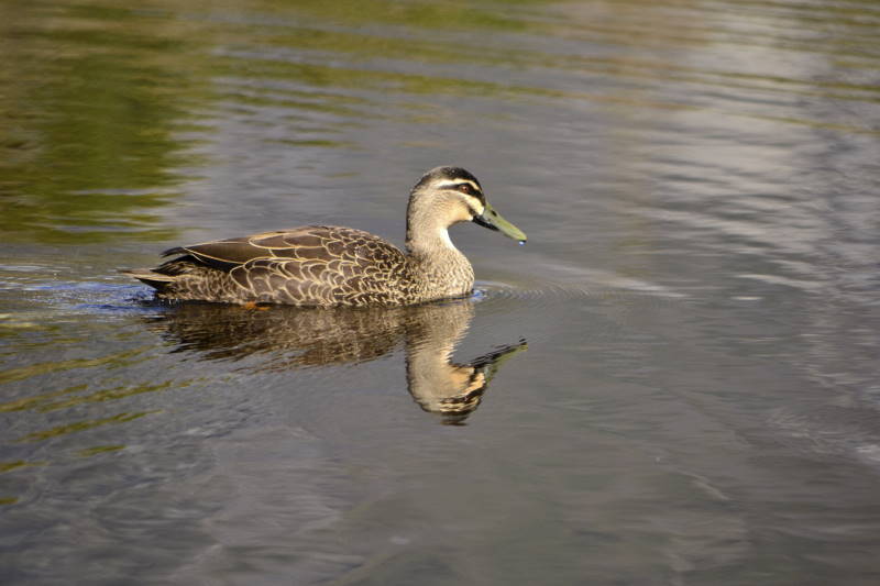 File:Anas superciliosa DT -NZ Franz Josef- (5) (20855576691).jpg