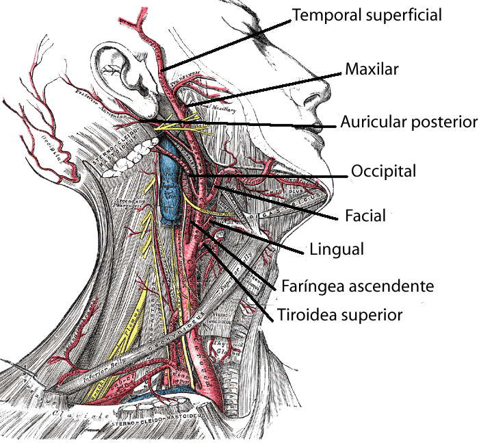 carotida