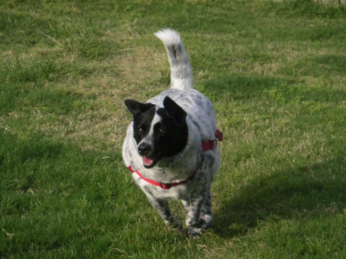 Catahoula blue hot sale heeler mix