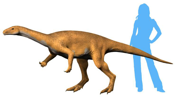 File:Bagualosaurus NT.jpg