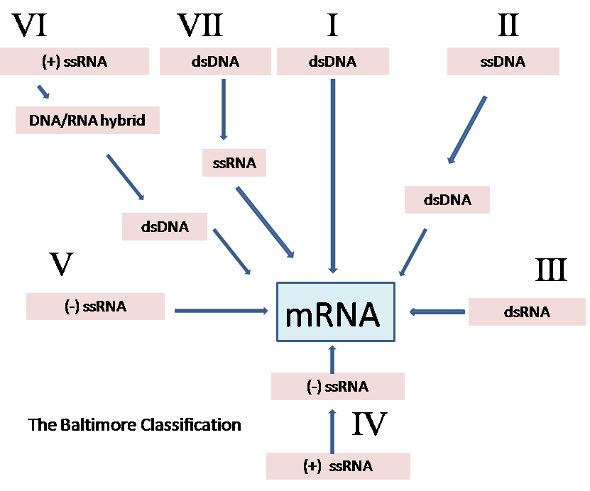 Clasificacion de los virus