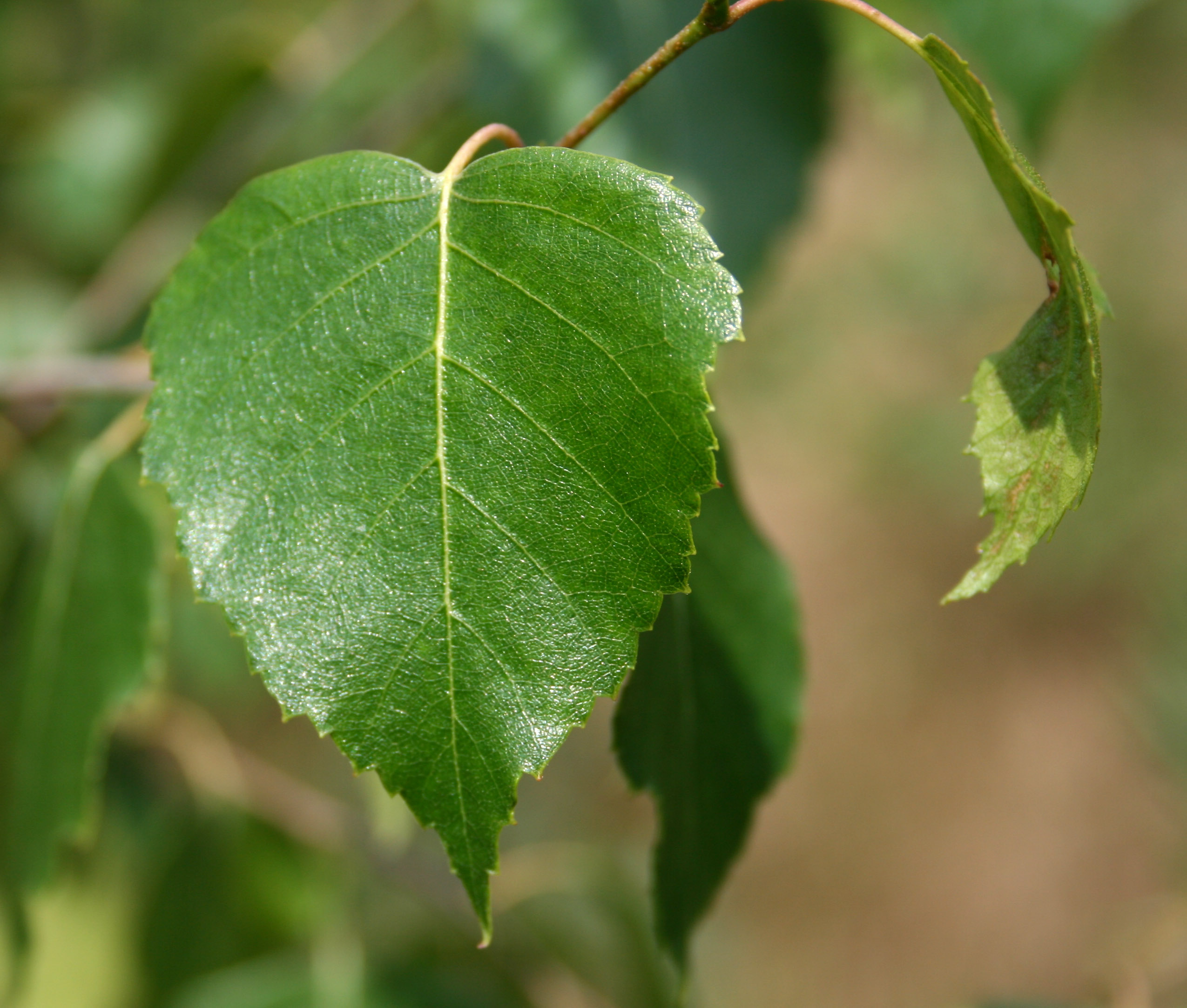 File:Little leaf of brinjal.jpg - Wikimedia Commons