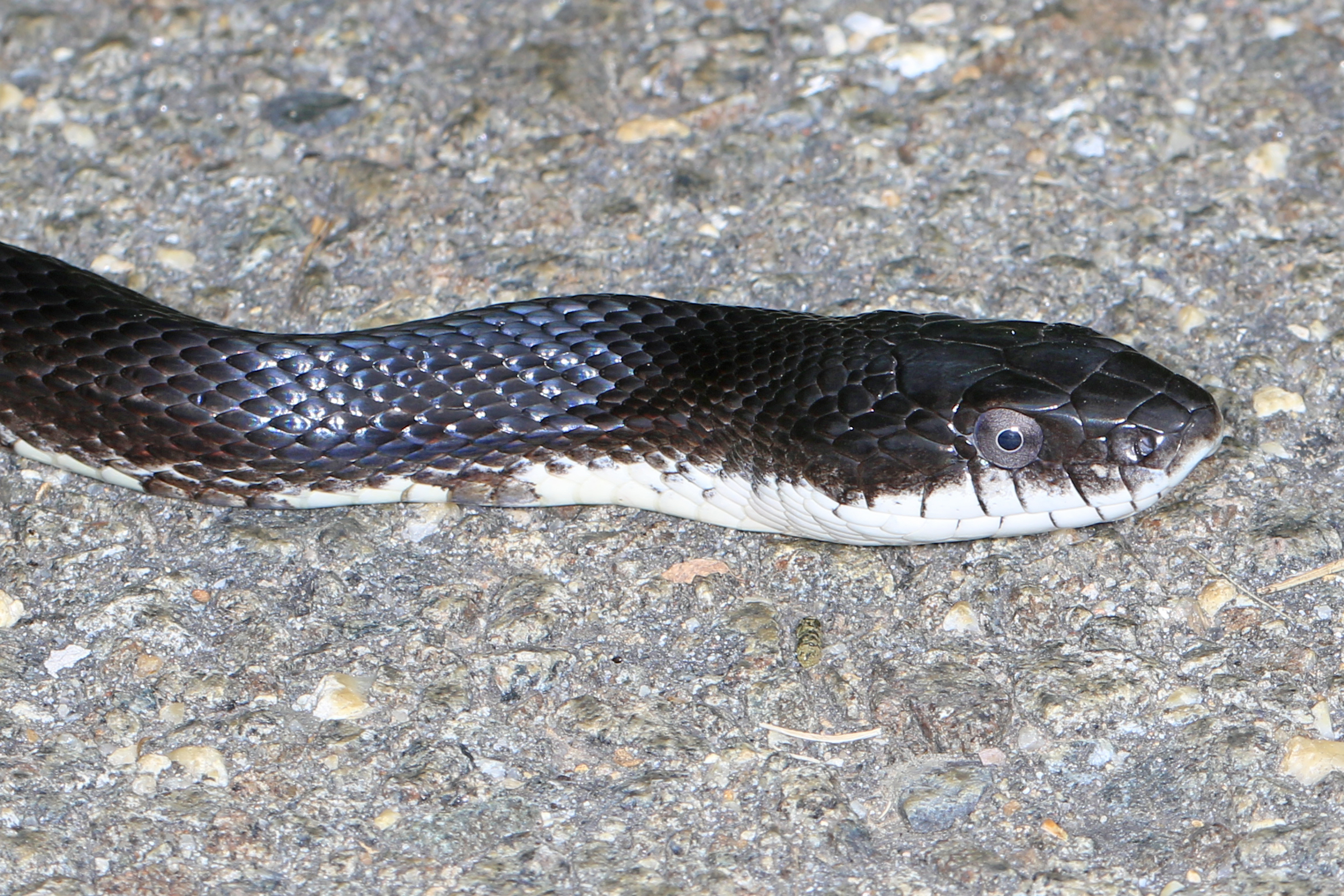 Gray ratsnake - Wikipedia