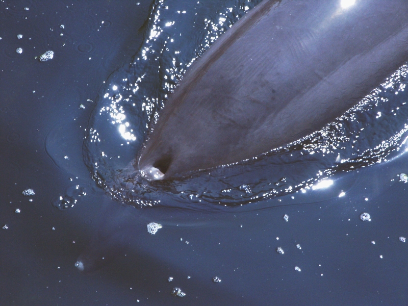 Ballena con espiráculo visible