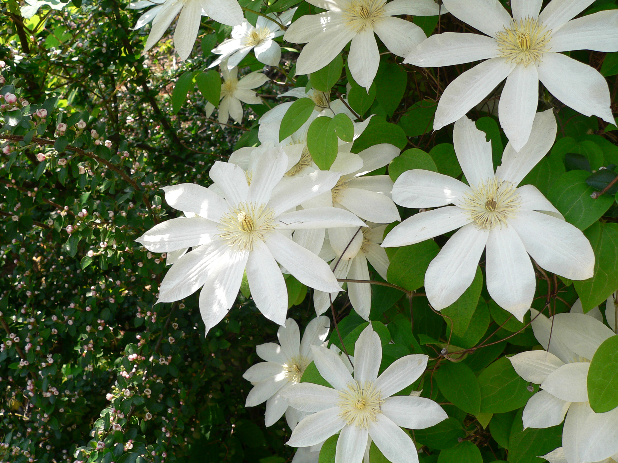 Белые цветы название и фото. Клематис henryi. Клематис henryi (Генри). Клематис Clematis henryi. Клематис белый.