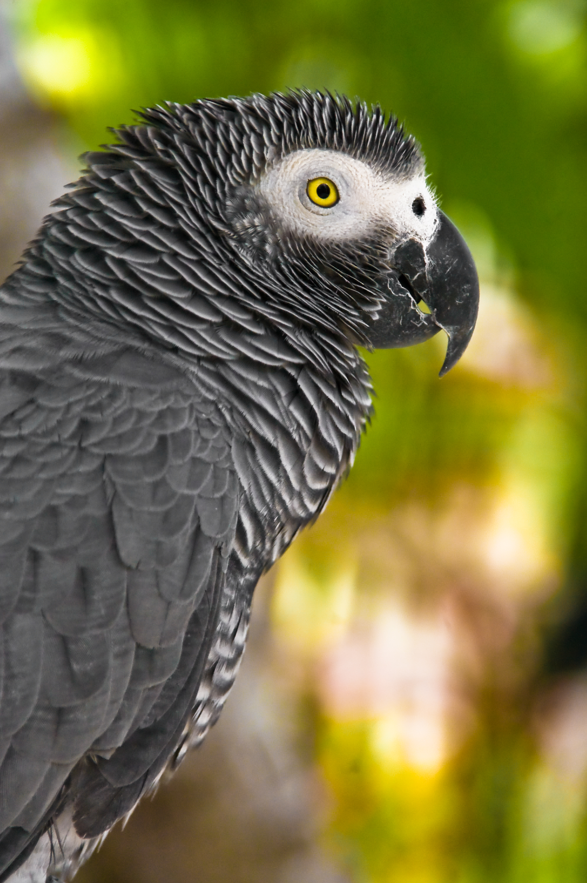 非洲灰鹦鹉- 维基百科，自由的百科全书