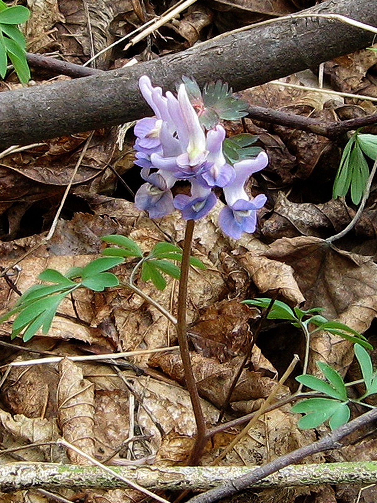 Corydalis paniculigera