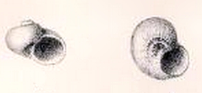 <i>Cyclostrema eumares</i> species of mollusc