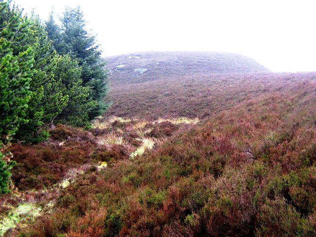 File:Edge of Forest, Griffin - geograph.org.uk - 435368.jpg