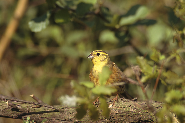 File:Emberiza citrinella 2 (Marek Szczepanek).jpg