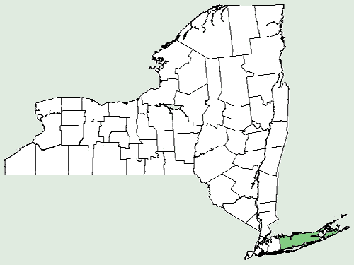 File:Erechtites hieraciifolius var megalocarpus NY-dist-map.png