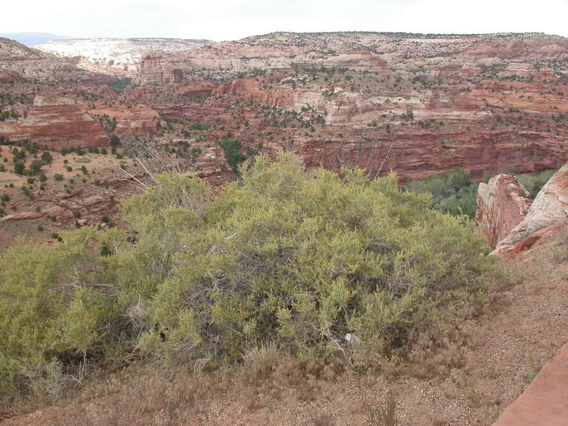 File:Escalante river 2003.jpg