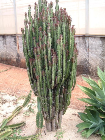 File:Euphorbia trigona forma rubra.jpg