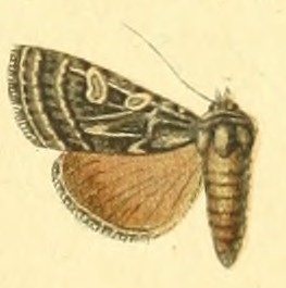 <i>Chersotis poliogramma</i> Species of moth