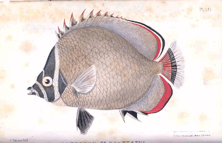 File:FMIB 32896 Chaetodon Praetextatus.jpeg