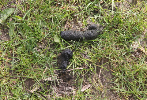 File:Feces of a dog.JPG