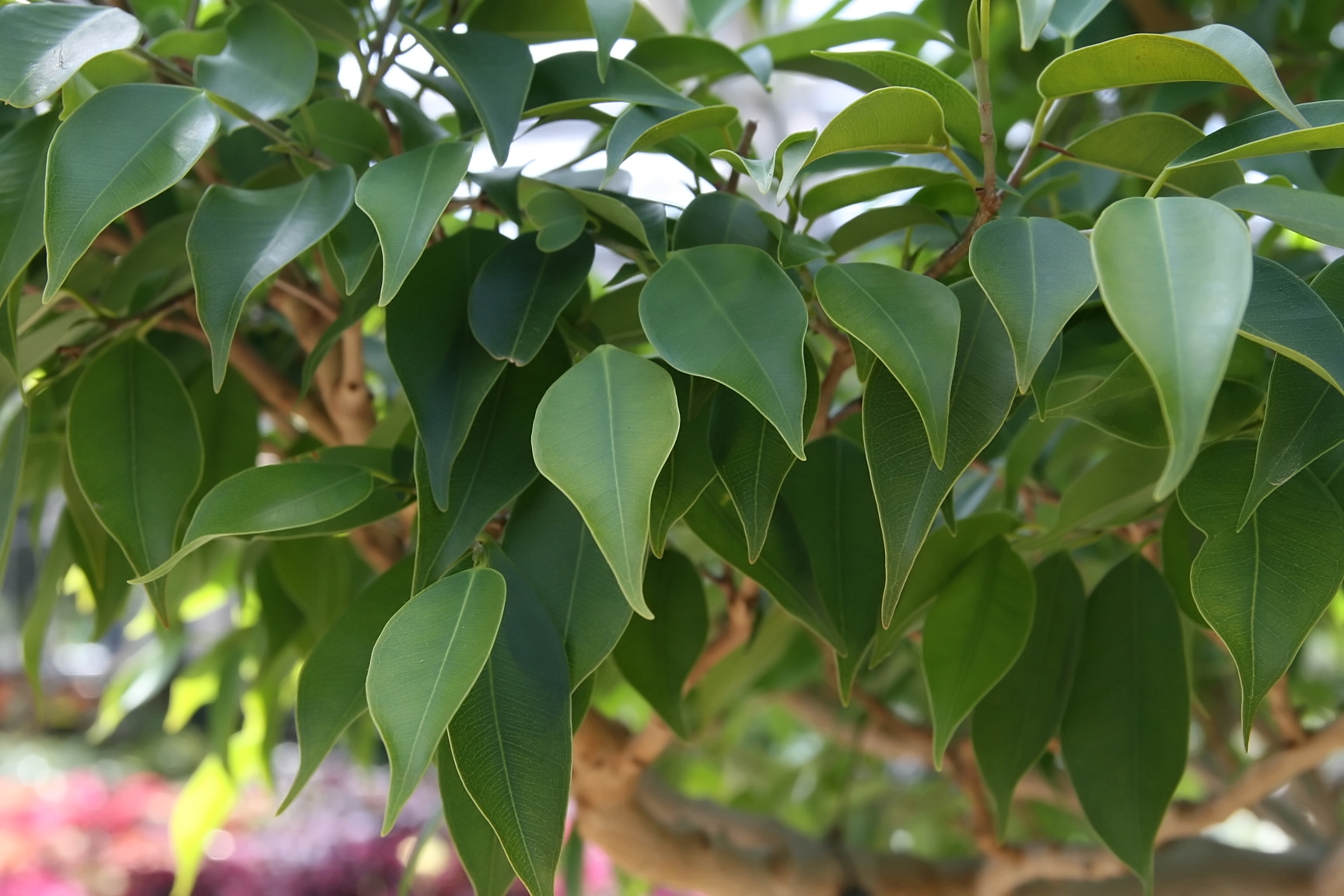 File:Ficus benjamina Exotica 2zz.jpg - Wikimedia Commons