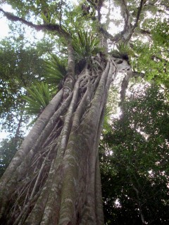 Ficus obliqua on Dysoxylum fraserianum.JPG
