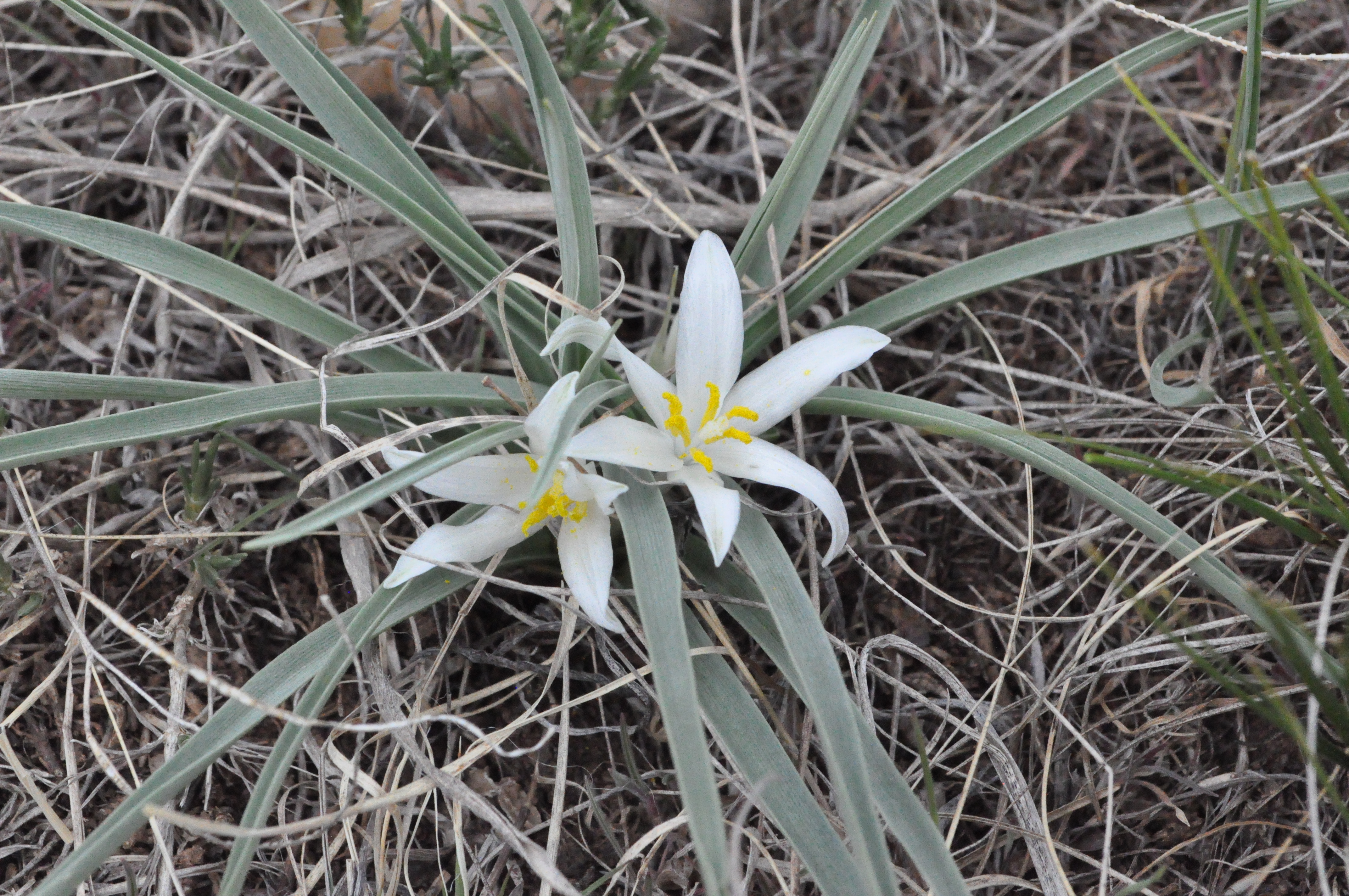 Горная Лилия Leucocrinum montanum