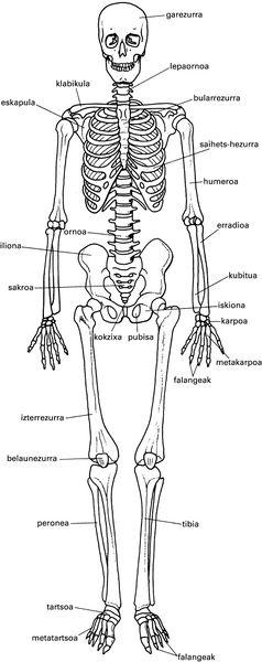 Hezur: Etimologia, Hezur ehuna, Giza anatomia