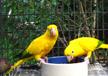 File:Golden Conure (Guaruba guarouba) -2 eating from bowl.jpg