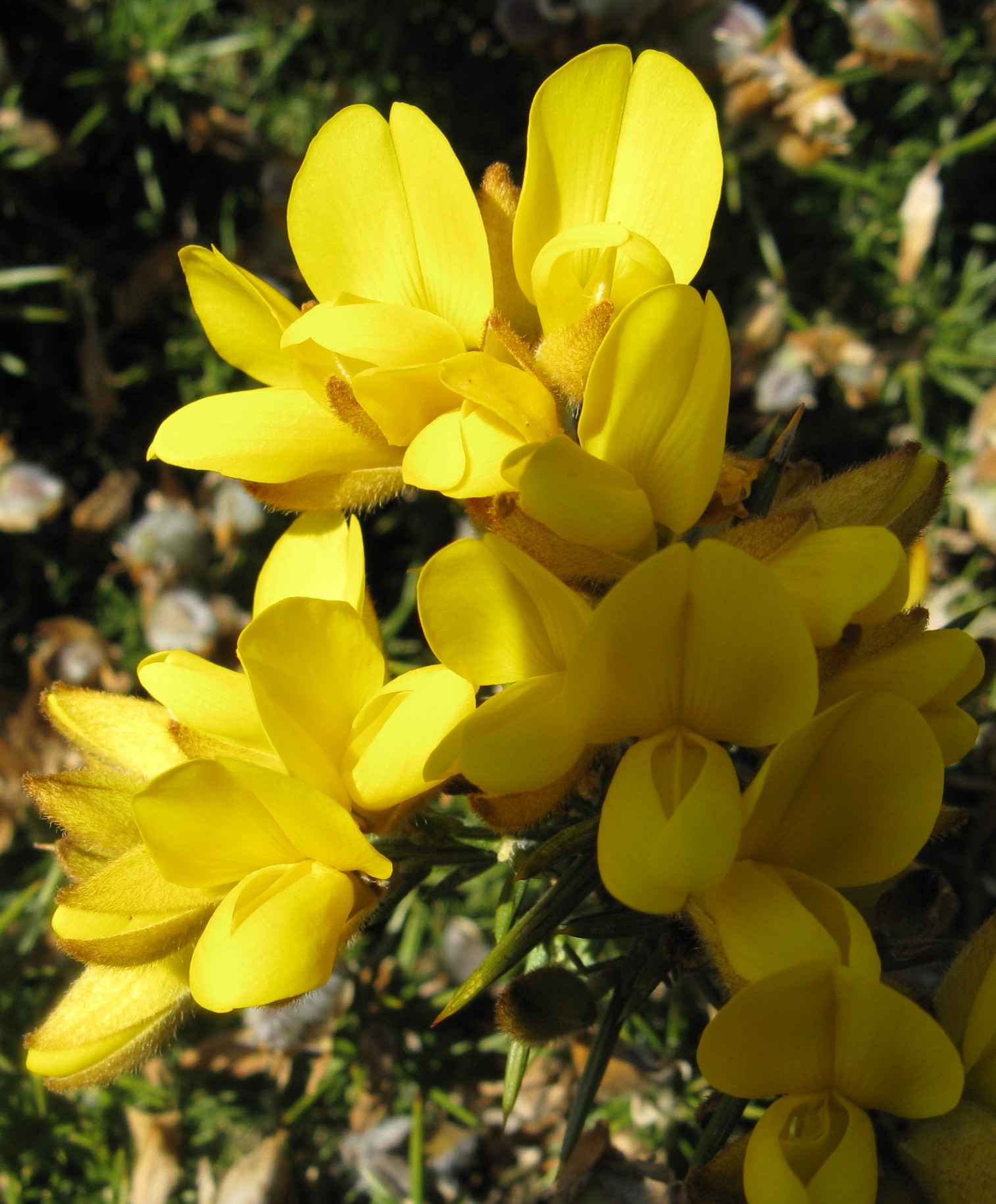 Gorse (Ulex europaeus) (3324971403).jpg