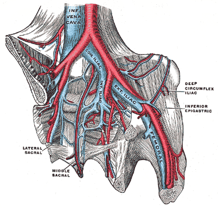 Portal vein - Wikipedia