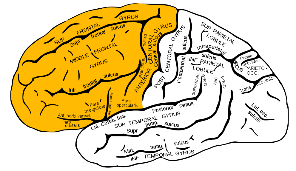 frontal lobe epilepsy symptoms