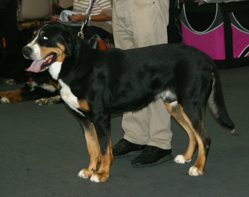 File:Greater Swiss Mountain Dog 1.jpg