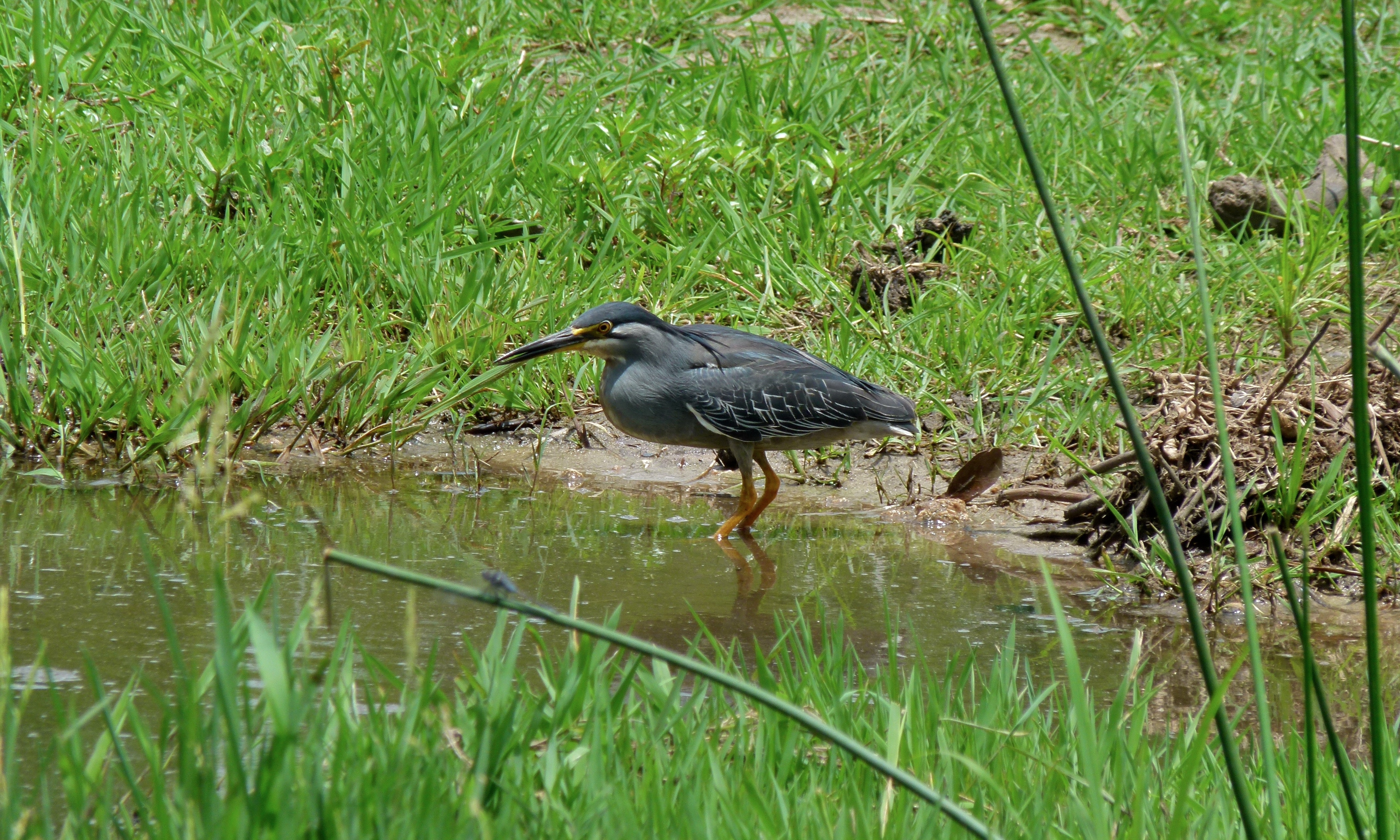 Green-backed Heron (Butorides striata) (6003110336).jpg