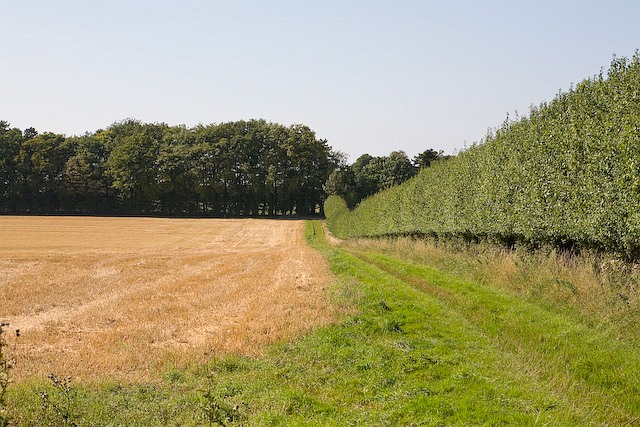 File:Hedges and Farmland north of Sutton Down Farm - geograph.org.uk - 944471.jpg