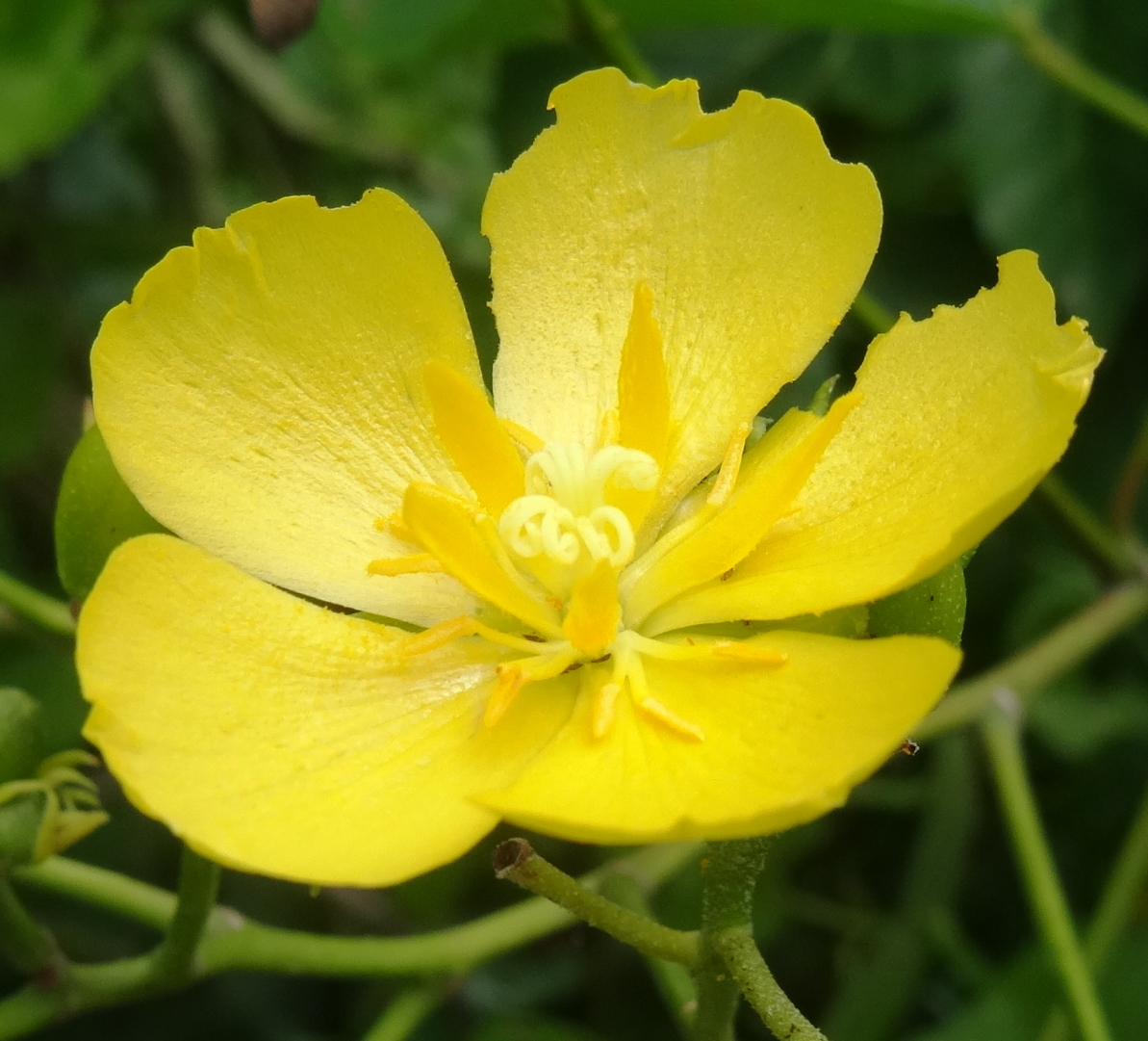 Helmiopsiella sp. Pemba - flower a (12856127505).jpg