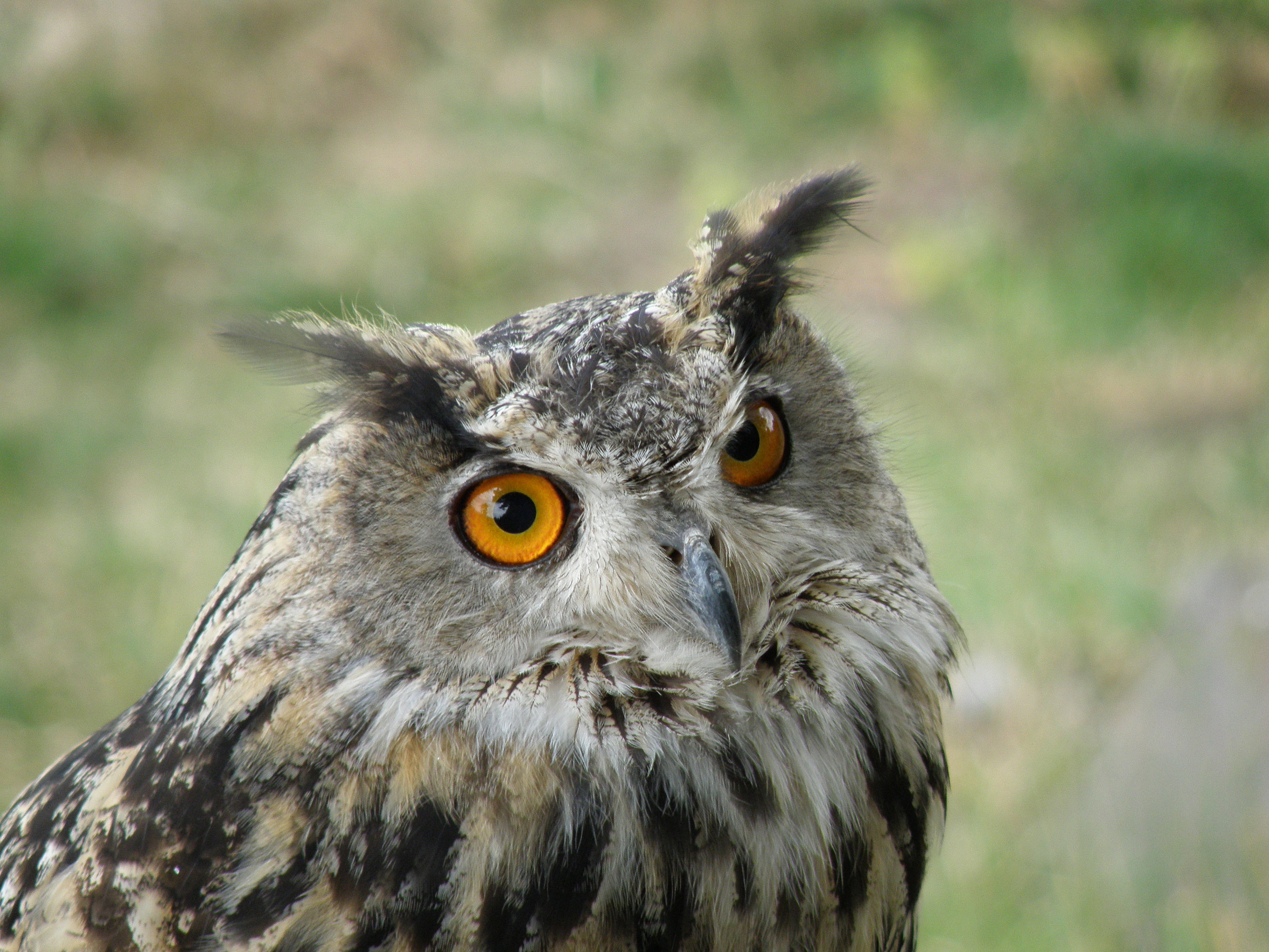 File Hibou Grand Duc Murol2 Jpg Wikimedia Commons